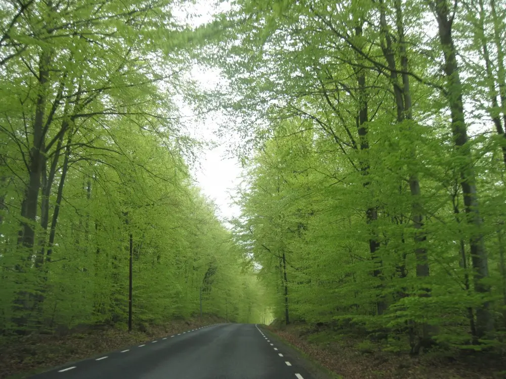 Bil väg Humleslingan gröna träd